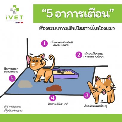 5 สัญญานเตือนระบบทางเดินปัสสาวะในน้องแมว